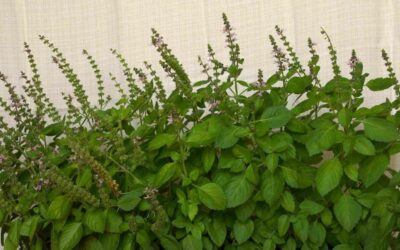 Benefícios do Manjericão sagrado (ou Tulsi ou Ocimum sanctum)