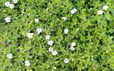 Brahmi (Bacopa monnieri L. Wettst.)