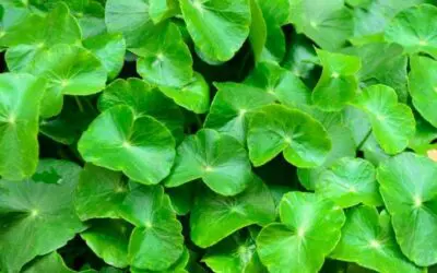 Brahmi Gotu Kola (Centella asiatica L.)