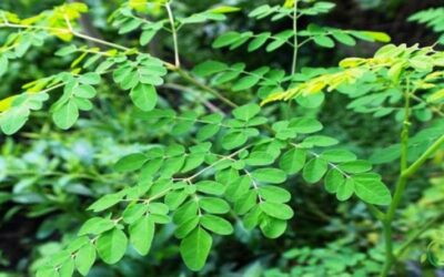 Moringa (Moringa oleifera)