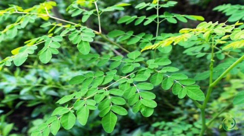 Moringa (Moringa oleifera)