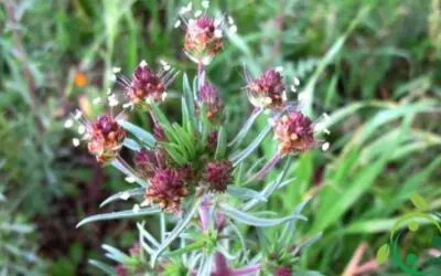 Psílio (Plantago psyllium)