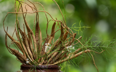 Shatavari (Asparagus racemosus)