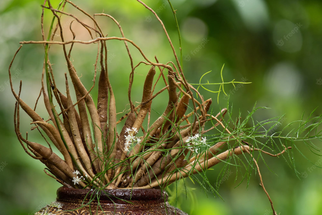 Asparagus racemosus-Shatavari