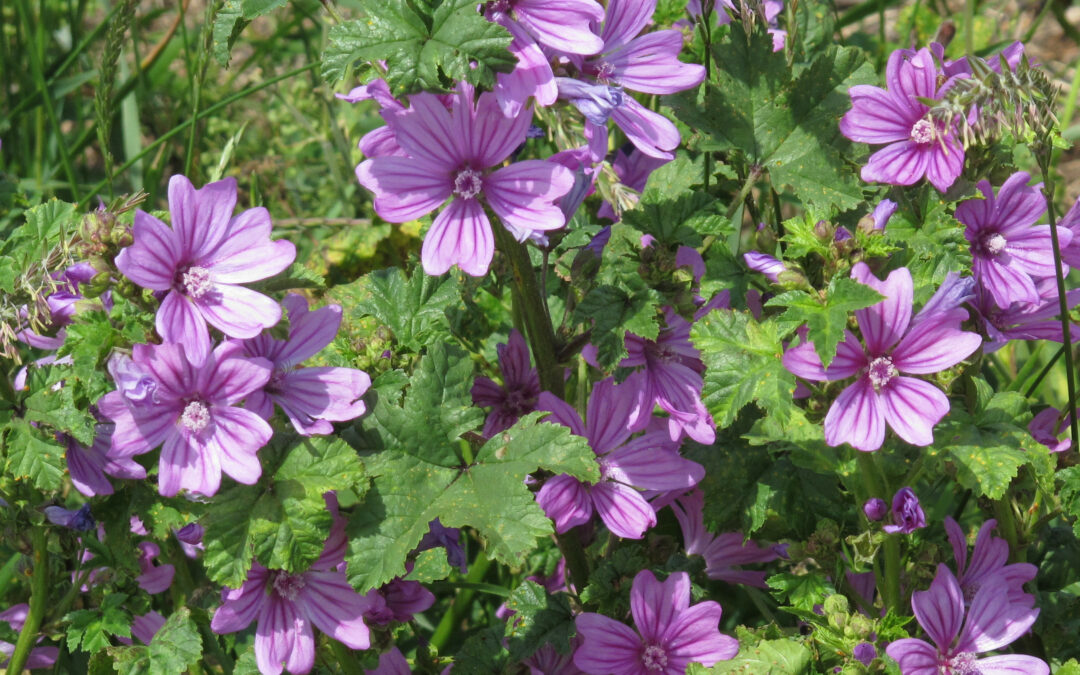 Malva (Malva sylvestris)