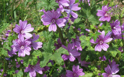 Malva (Malva sylvestris)