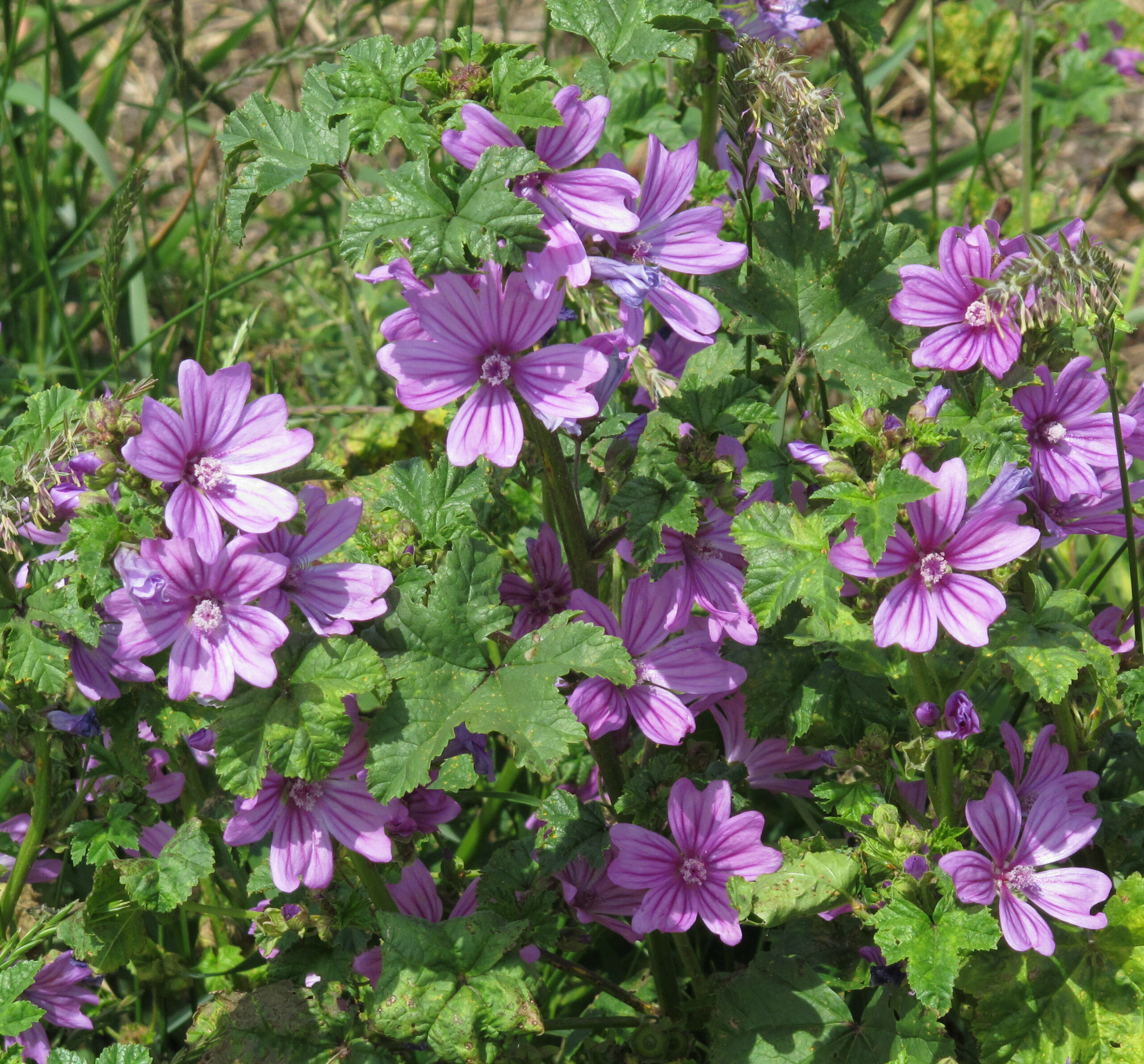 Malva sylvestris