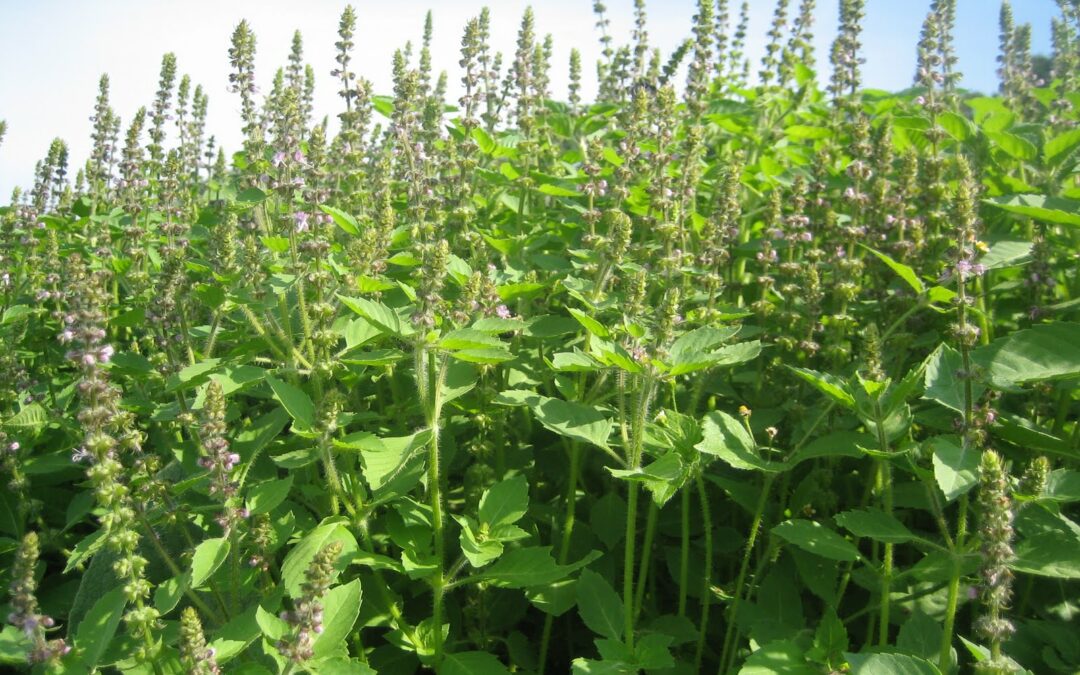 Tulsi (Ocimum sanctum)