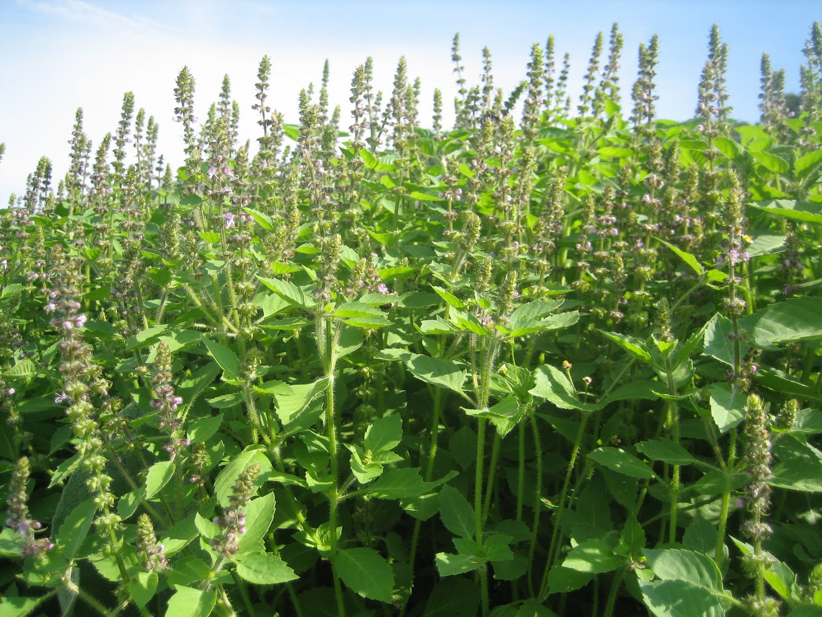 Tulsi Holy basil