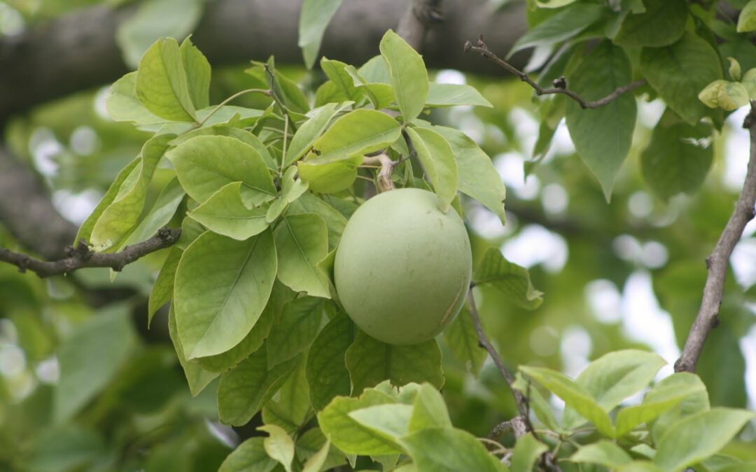 Bilva (Aegle marmelos (L.) Corrêa)