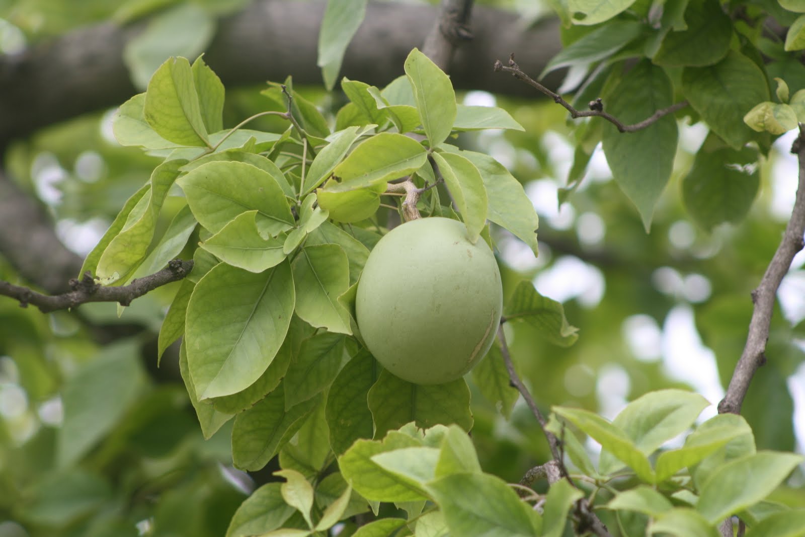 Aegle marmelos