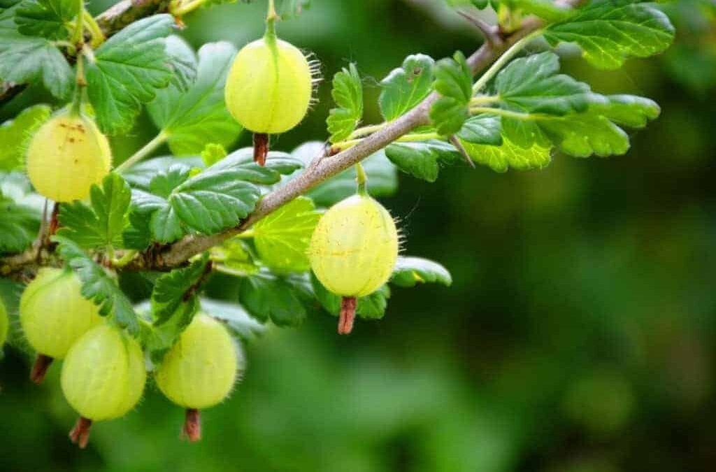 Amla (Emblica officinalis Gaertn.)