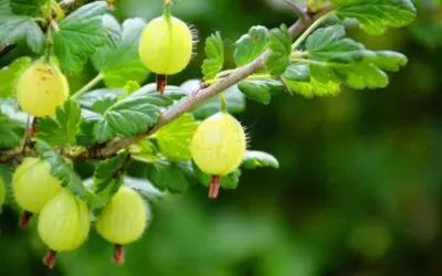 Amla (Emblica officinalis Gaertn.)