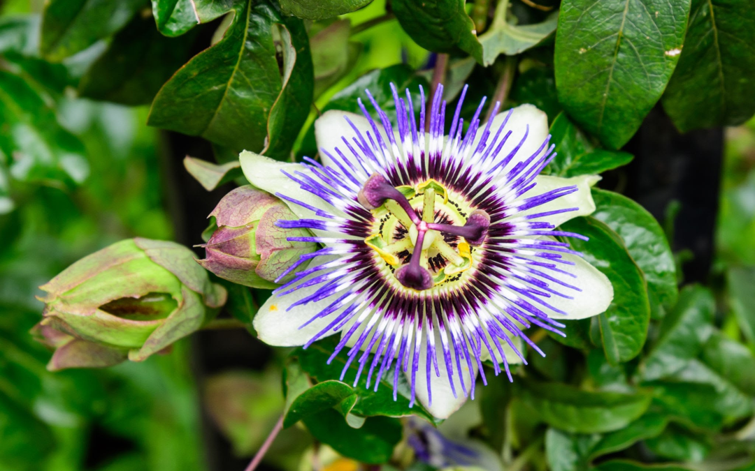 Passiflora (Passiflora incarnata L.)