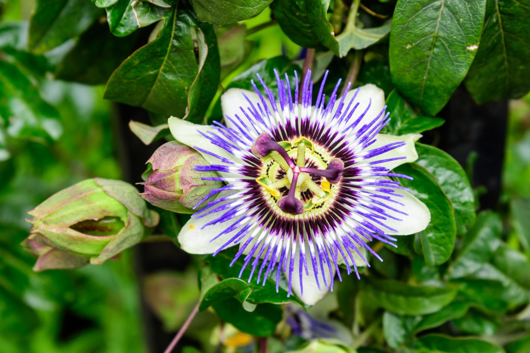 Passiflora incarnata flor sedativo