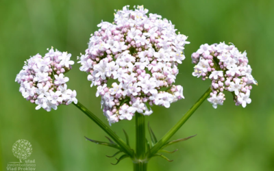 Valeriana (Valeriana officinalis L.)