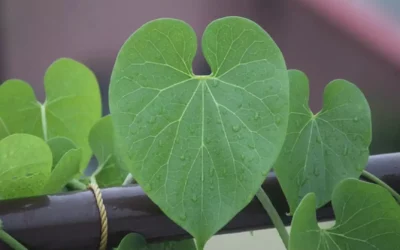 Giloy (Tinospora cordifolia (Willd.) Miers )