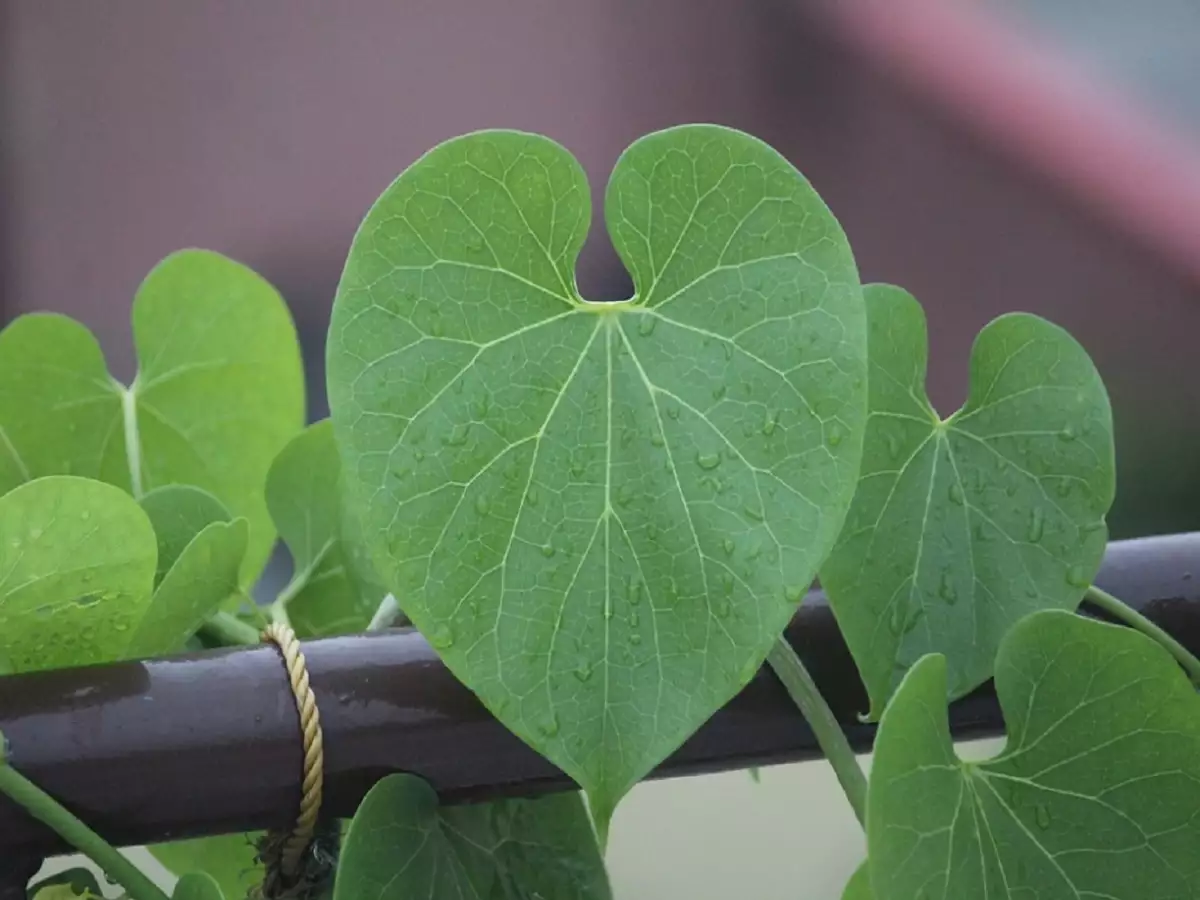 Tinospora cordifolia (Willd.) Miers