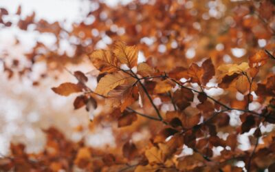 Outono e Ayurveda: conselhos práticos para a estação Vata