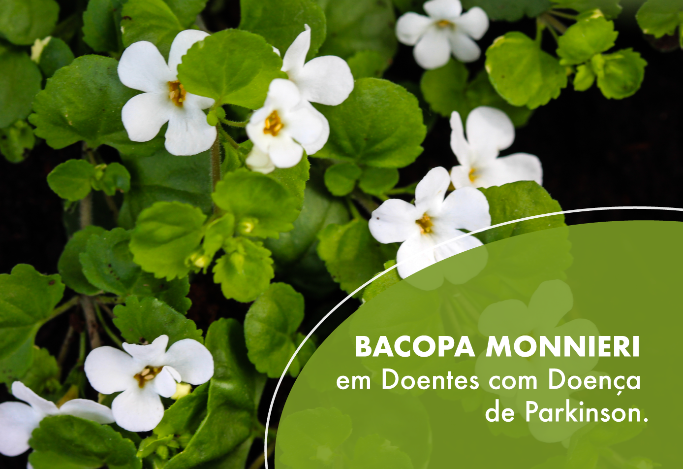 Bacopa monnieri em doentes com doença de Parkinson