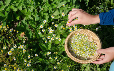 Primavera: Renovação plena com o Ayurveda