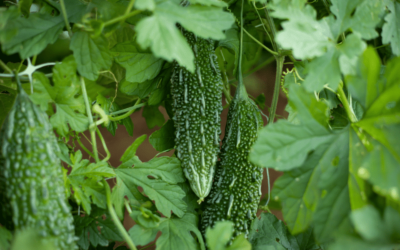 Karela (Momordica charantia L.)