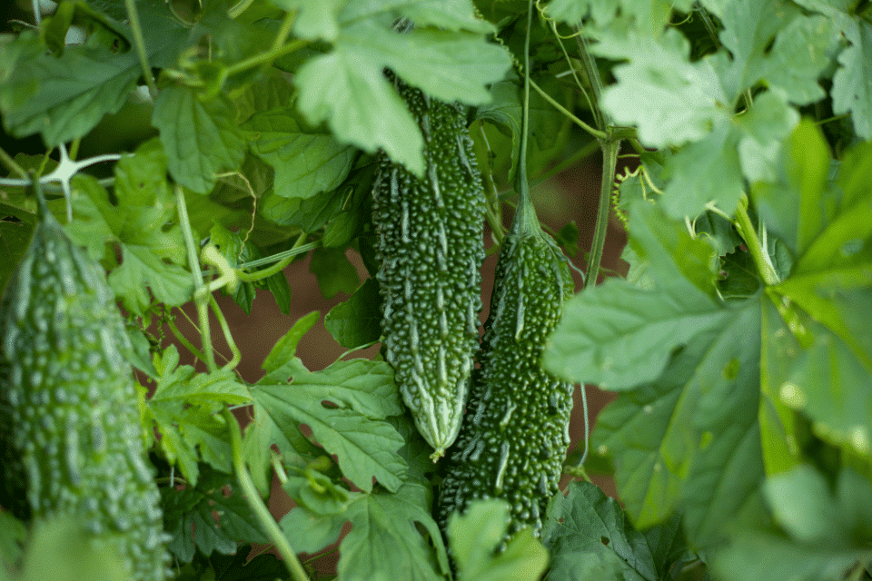 Karela (Momordica charantia L.)