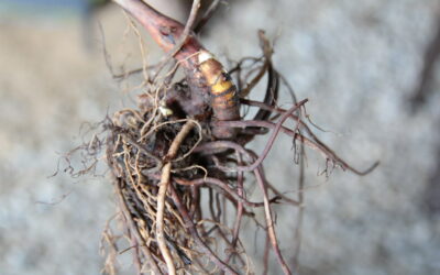 Cimifuga (Actaea racemosa L., 1753)