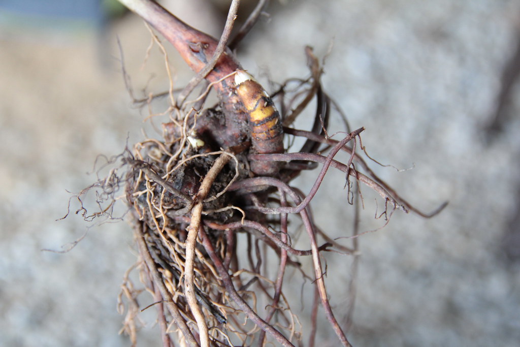 Cimifuga racemosa black cohosh rizoma