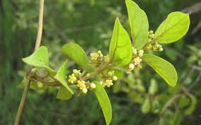 Meshashringi (Gymnema sylvestre (Retz.) Schult.)