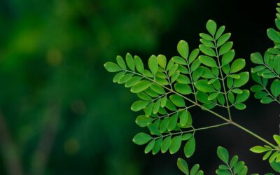 Potencial da Moringa oleifera no tratamento da HBP