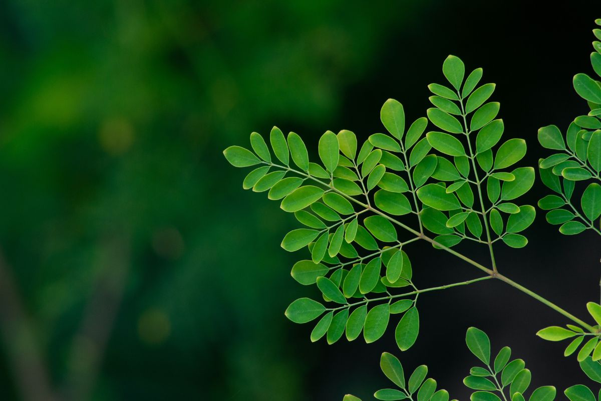 Moringa oleifera benefícios na HBP e para a saúde da próstata