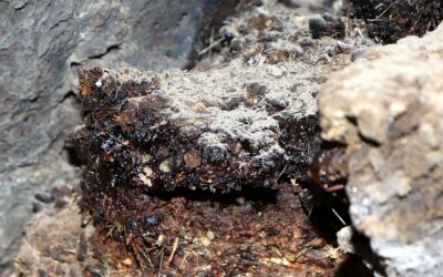 Infeções do trato urinário recorrentes?Conheça a ação do Shilajit