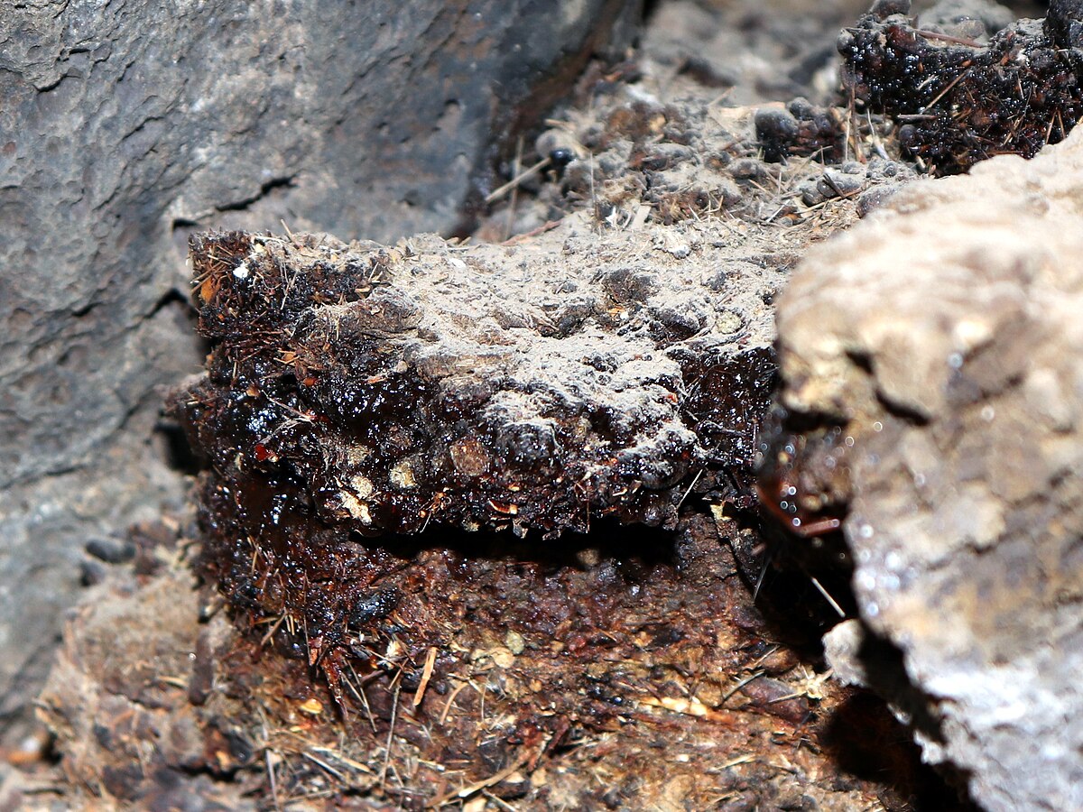 Shilajit infecoes urinarias recorrentes verao