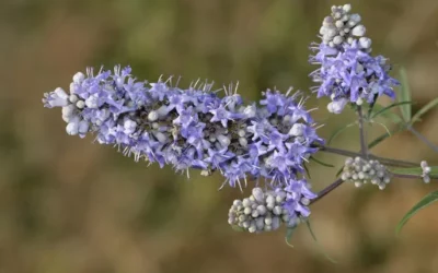 Vitex agnus-castus e menopausa:equilíbrio feminino à flor da pele