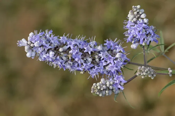 vitex agnus castus menopausa perimenopausa